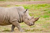 Adult Rhino Walking On Dry Grassland