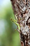 Praying Mantis Climbing Up a Pine Tree