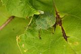 Green shield bug (Palomena prasina)