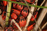 Red Bug (Pyrrhocoris apterus)