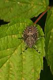 Parent bug (Elasmucha grisea)