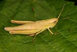 Grasshopper (Chorthippus)