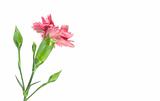 pink carnation flower reverse