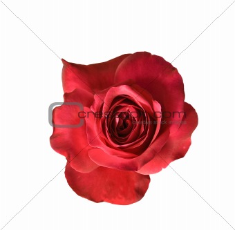red rose flower isolated