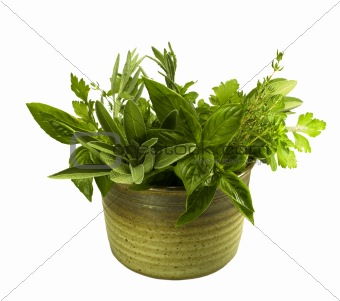 fresh herbs in pottery