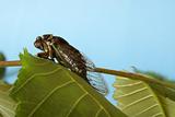 Cicada Tibicen Davisi