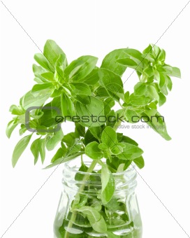 fresh organic herbs basil sprig in a jar