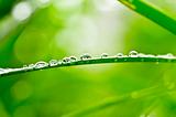water drops in green nature