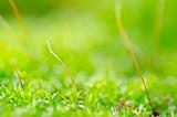 fresh moss in green nature 