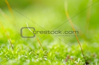 fresh moss in green nature 