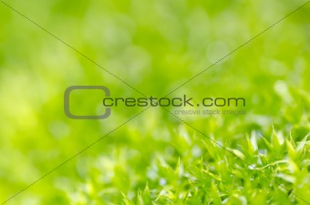 fresh moss in green nature