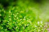 fresh moss in green nature