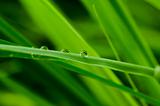 water drops in green nature 