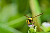 yellow wasp in green nature or in garden