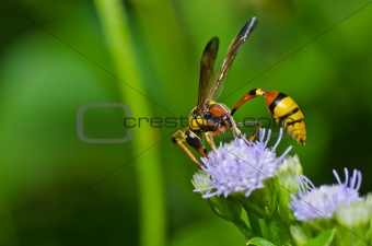 yellow wasp in green nature or in garden