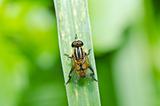 Flower files or Fruit flies in green nature