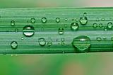 water drops on green leaf 