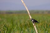 Asian pied starling (Sturnus contra)