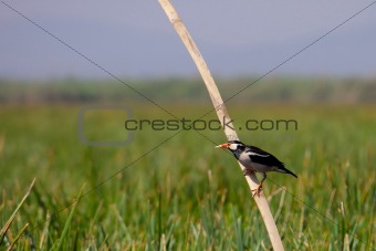 Asian pied starling (Sturnus contra)