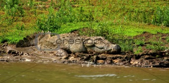 sleeping crocodile
