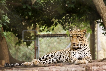 Leopard in His cage