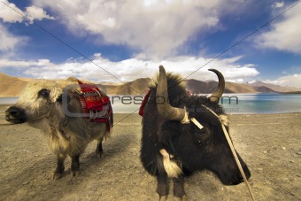 Yaks in front of Pangong Lake