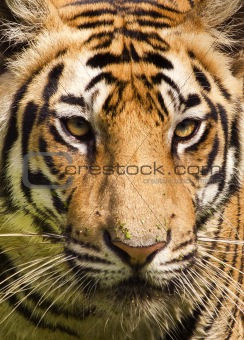 Portrait of a royal bengal tiger