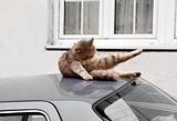 Cat on car roof