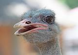 close-up on a ostrich's head