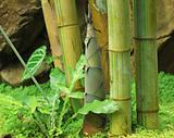Shoot of Bamboo in the rain forest 