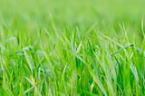 Grass background - selective focus. 