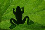 frog's shadow