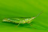 grasshopper in green leaf