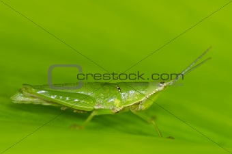 grasshopper in green leaf