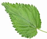 One green leaf of nettle