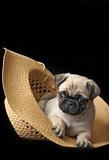 Pug Puppy in a Hat