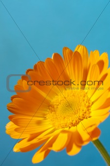Orange Daisy Flower