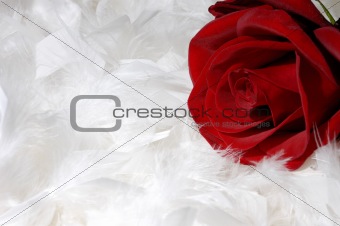 Red Rose on White Feathers