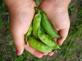 a handful of peas