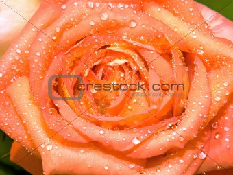 Orange-yellow rose