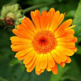Calendula (Marigold) flower.