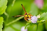 yellow wasp in green nature