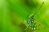 butterfly in green nature