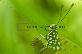 butterfly in green nature