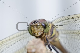 dragonfly smile in green nature or in park