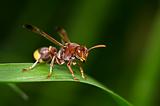 wasp in green nature
