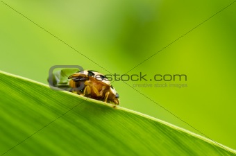 orange ladybug in green nature