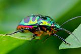 jewel beetle in green nature 