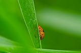 hide ladybug in green nature