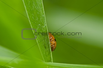 hide ladybug in green nature